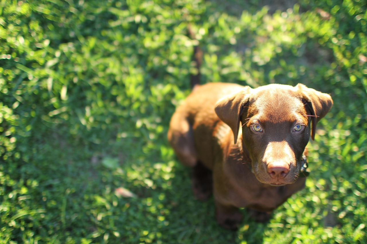 技术支持与游戏安全性有何关联？