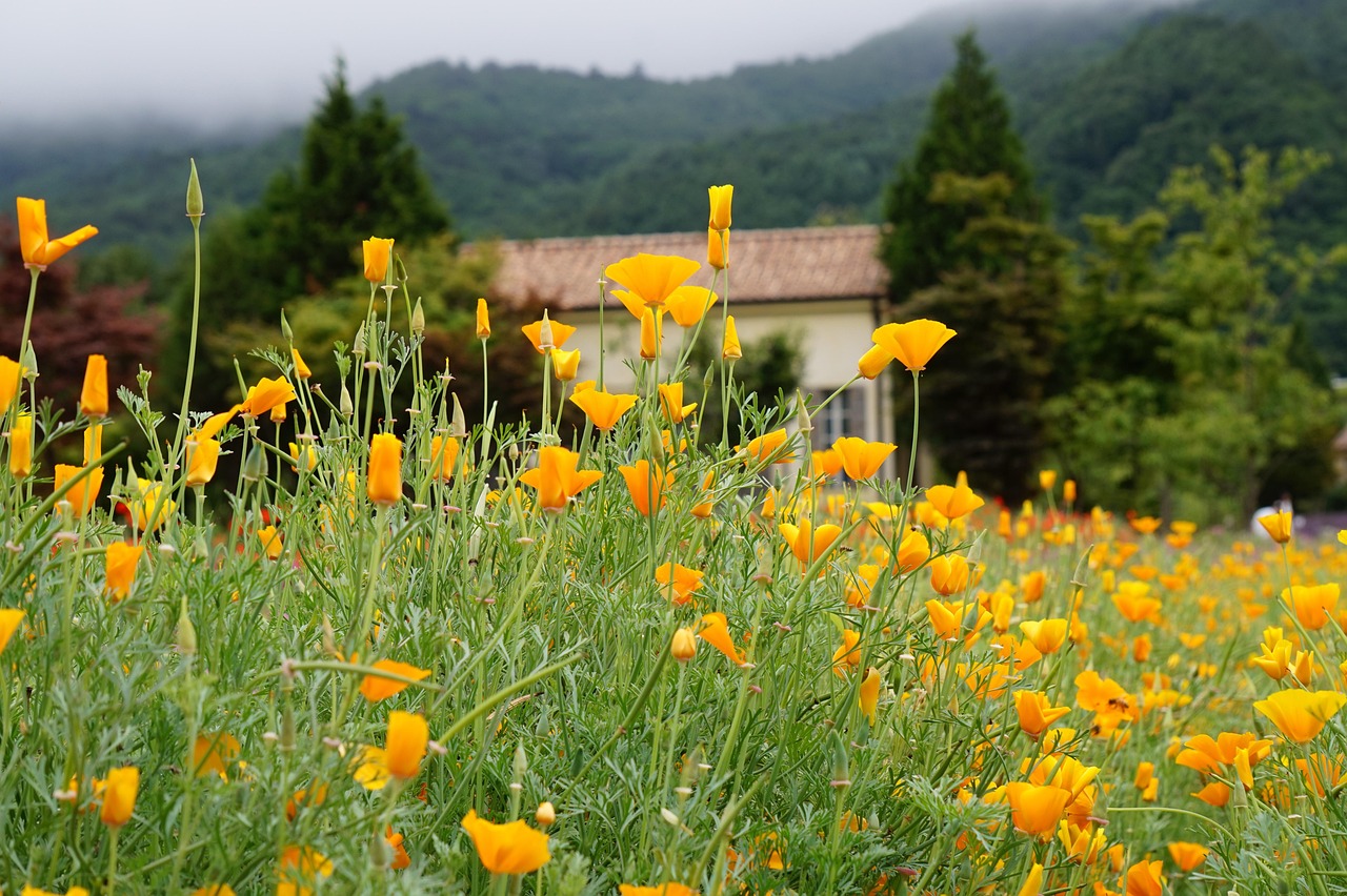 cc网页端|黑客道德守则：什么是道德黑客？